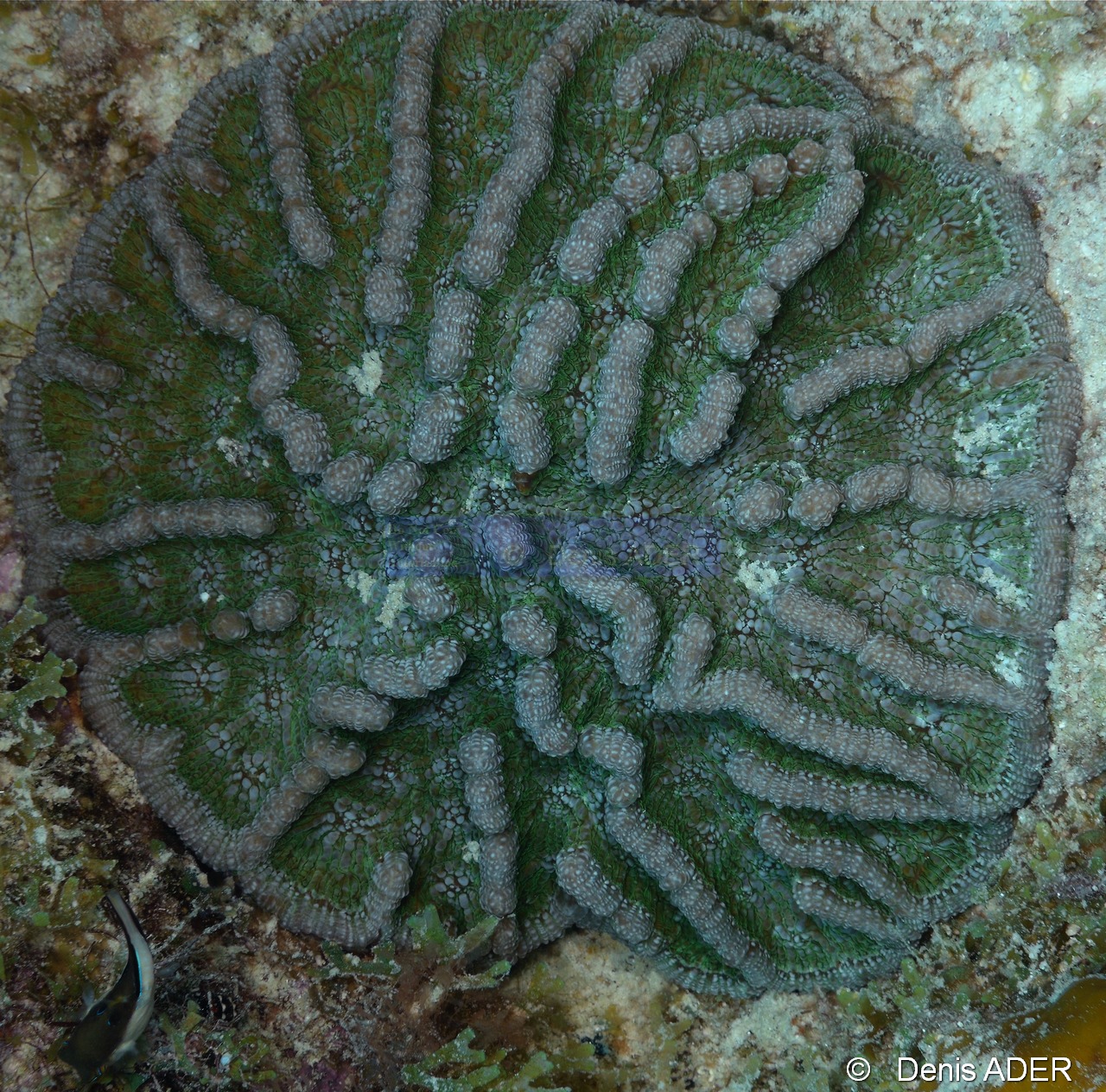 Mycetophyllia danaana Mycetophylle-Bonaire Buddy reef-26m-20180221-Denis-ADER-DSC_7399_tn.jpg